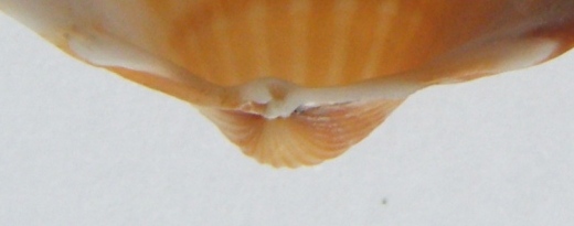 Acanthocardia paucicostata